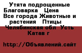 Утята подрощенные Благоварка › Цена ­ 100 - Все города Животные и растения » Птицы   . Челябинская обл.,Усть-Катав г.